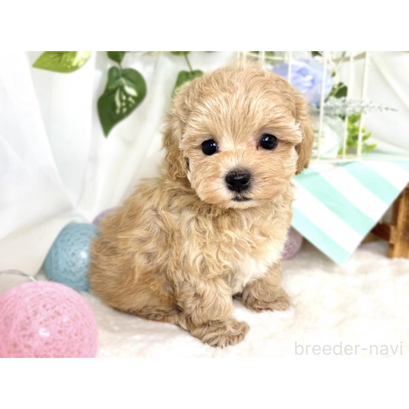 成約済の滋賀県のマルプー:マルチーズ×トイプードル-408986の2枚目